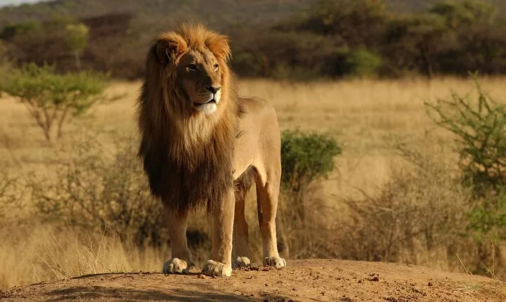 From Arusha: 11 days Lake Hopping Safari
