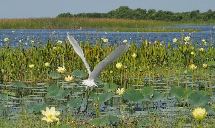 90 Minute Airboat Tour in the Florida Everglades