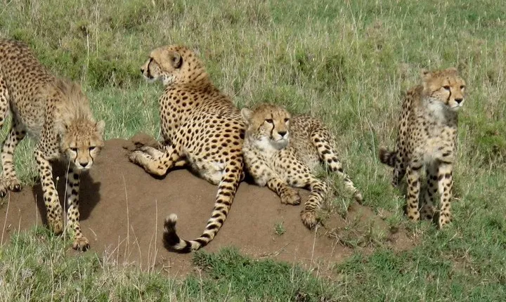 4-Day Kidepo Wild Life Safari