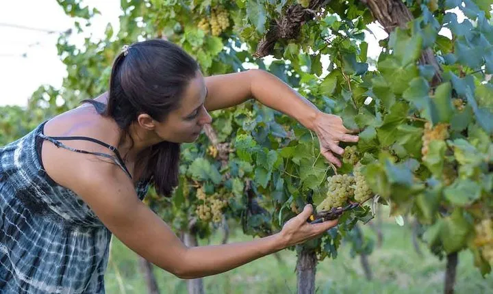 The Wine Route from San Juan