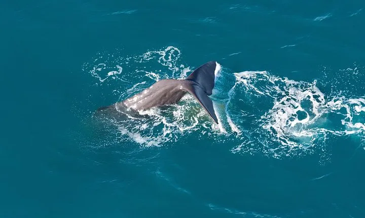 Whale Watching in Kaikoura - Ultimate Experience