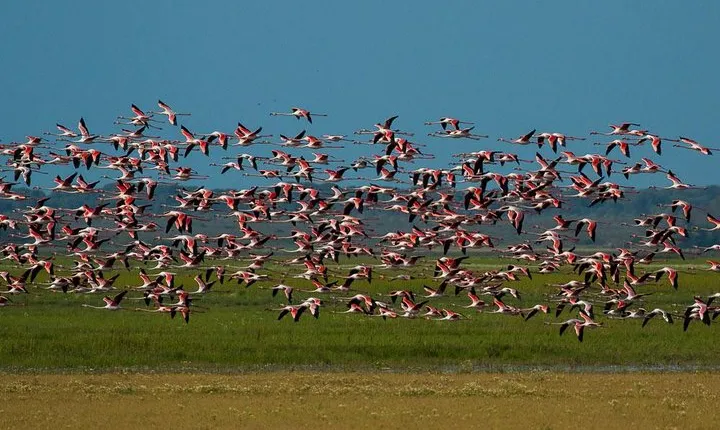 A Day Through the Doñana National Park and the Village of Rocio