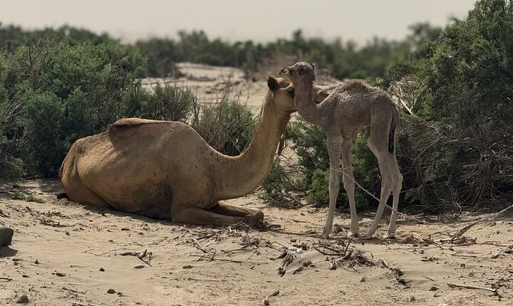 3 Day Danakil Depression Ertale and Dallol Tours