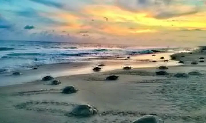 4 in 1 Tour - Mazunte, Cacao Factory, La Ventanilla National Park & Turtle Spawn