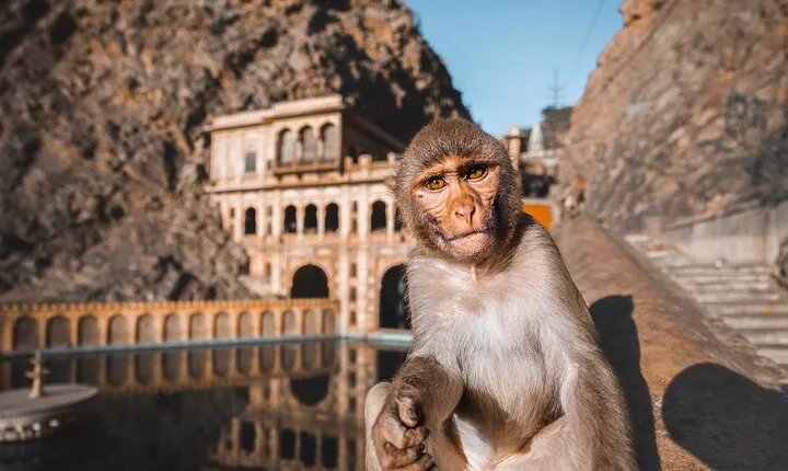 From Delhi: Jaipur city Tour with Monkey Temple by Car