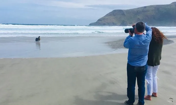 Dunedin Shore Excursion: Small-Group Tour of Dunedin and the Otago Peninsula
