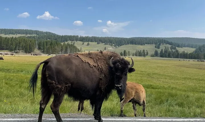 Lower Loop Full-Day Private Tour of Yellowstone