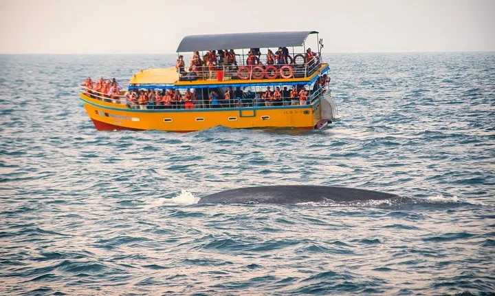 Mirissa Whale Watching Tour From Koggala