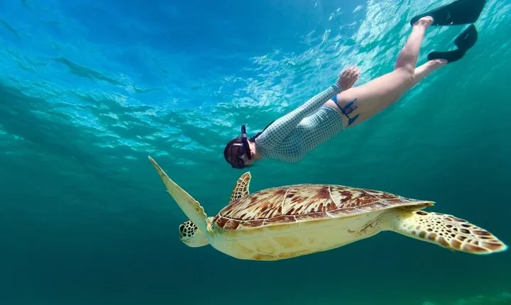 Snorkeling with Turtles and Cenotes