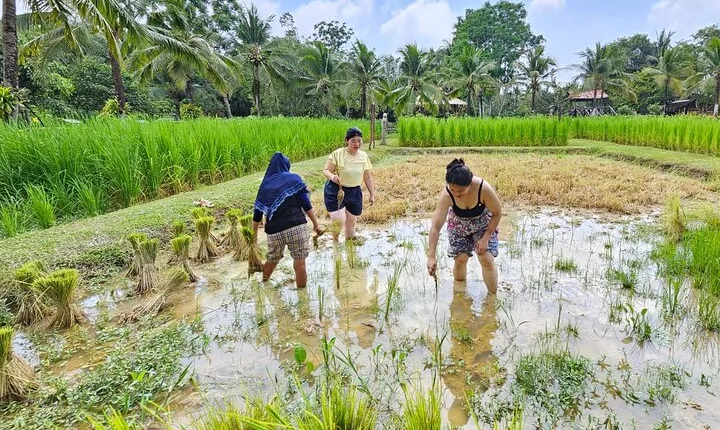 Old Phuket Farm Ticket - Countryside Local Life Culture