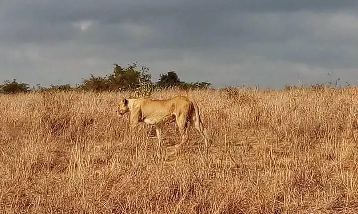 Lake Nakuru National park Express Day Trip