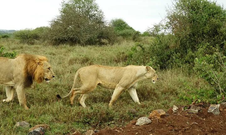 Safari Nairobi National Park 
