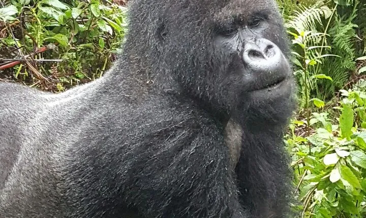 3 Days Rwanda Gorilla Trekking