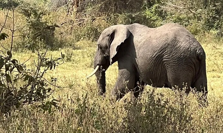 5 Day Big Five Luxury Safari