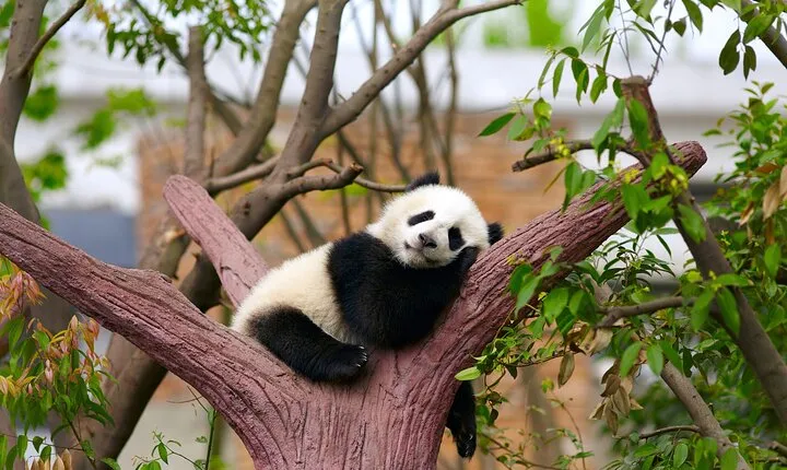 All Inclusive Private Tour: Panda, Summer Palace and Great Wall