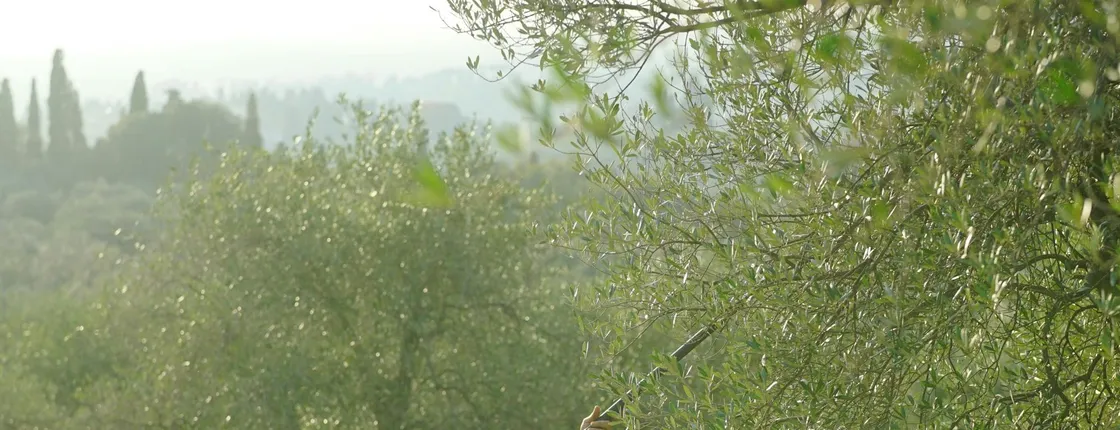 Tuscan Wine and Olive Oil Tasting Tour From Florence