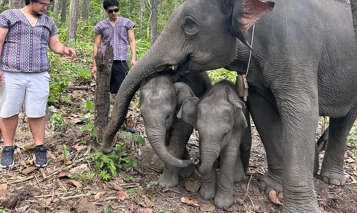 Chiang Mai Half Day Tour: Doi Inthanon Elephant Sanctuary