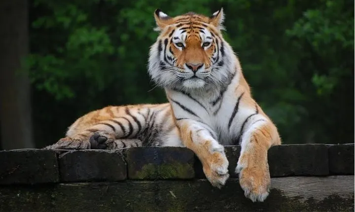 11 Days Delhi Agra Ranthambore Udaipur Jaipur Delhi Tour