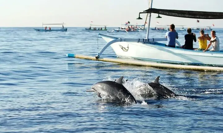 Northern Bali: Dolphin Watching and Snorkeling Experience