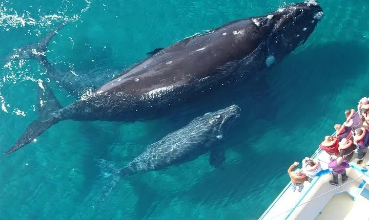 Whale Tour, Sail to Cabo San Lucas Arc + Food