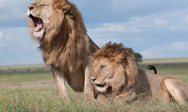 Nairobi National Park Game Drive Tour With Transfer