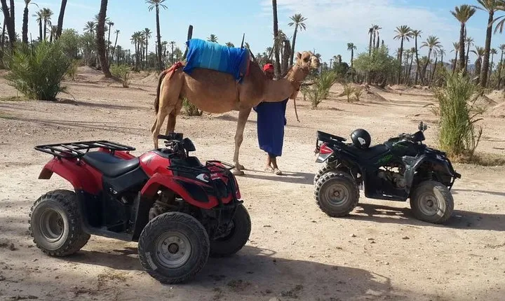Marrakech Camel ride & Quad Bike experience in the oasis Palmeraie