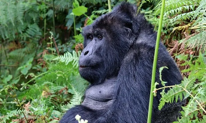 6 days Gorilla, Chimps and Wild Game Combo
