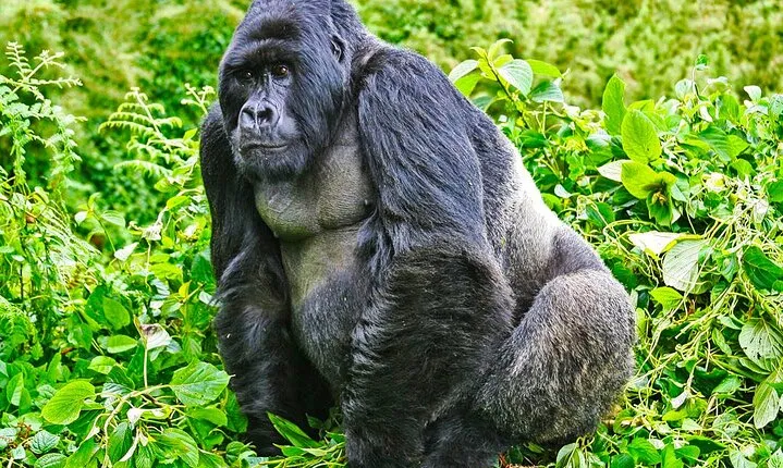Safari 2 Days, 1 Night - Rwanda Mountain Gorilla Trekking & Rwanda Memorial