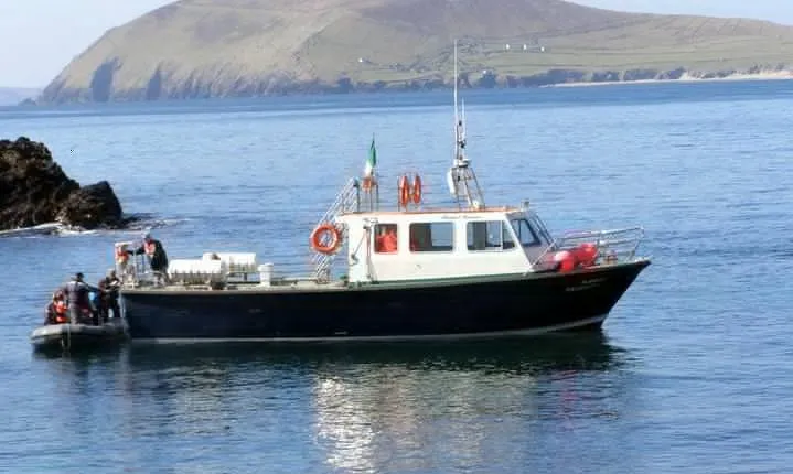 Dolphin and Whale Watching Tour from Dingle