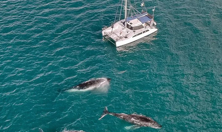 Private Overnight Skippered Humpback Whale Watch Experience