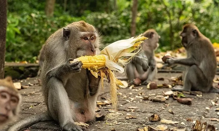 Ubud Monkey Forest - Rice Terrace - Jungle Swing - Water Temple