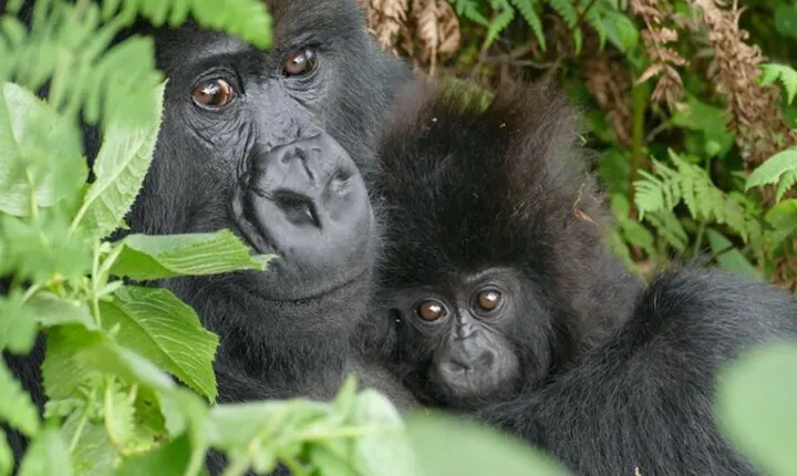 1-Day Gorilla Trekking at Volcanoes National Park