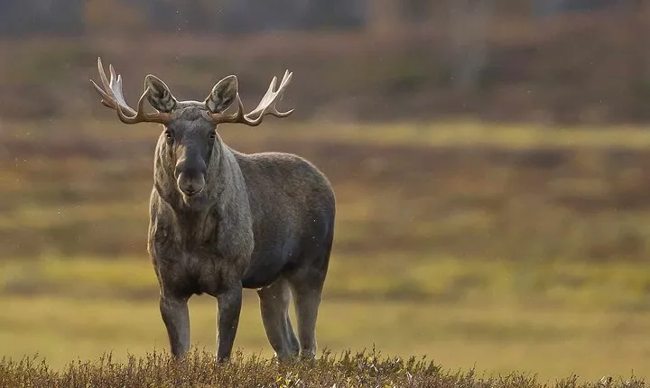 Moose safari adventure on ebike