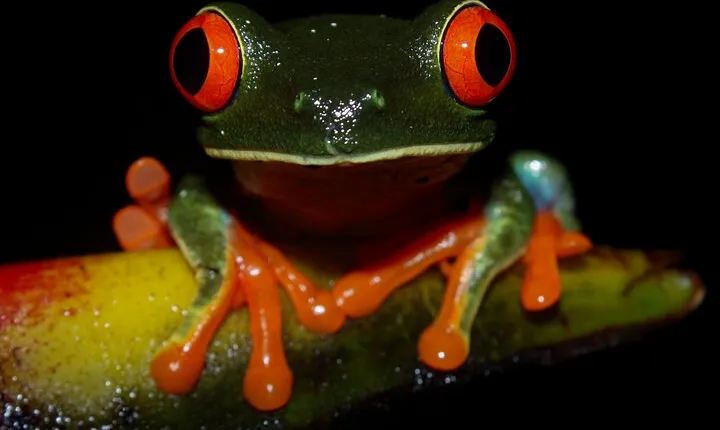 Night Tour La Fortuna