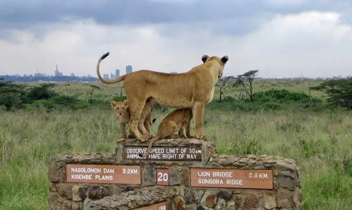 A Day of Wildlife Encounters at Nairobi National Park