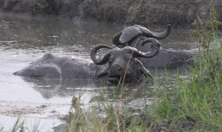 1 Day Lake Mburo Wildlife Safari