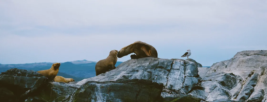 Beagle Channel Navigation