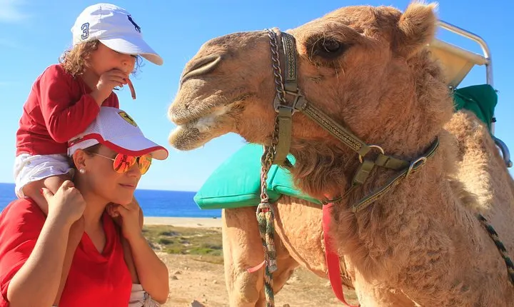 Camel Ride & Encounter at Los Cabos