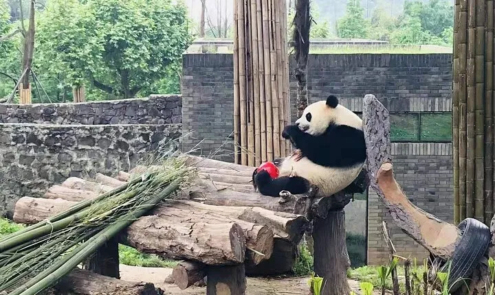 Chengdu Expert Tour of Panda Research Center in Half Day