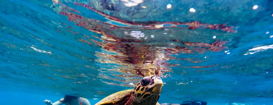 Catamaran tour to Sister, Coco, Félicité islands