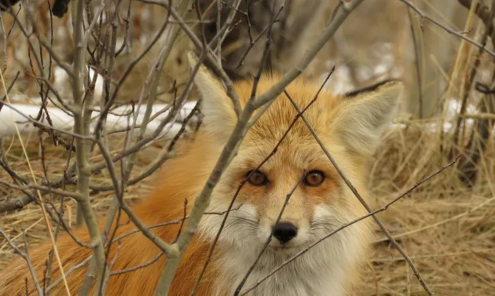 Grand Teton National Park - Sunset Guided Tour from Jackson Hole