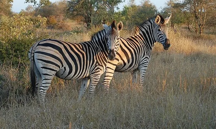 1 Day Safari Isimangaliso Boat Cruise & Game Safari From Durban 