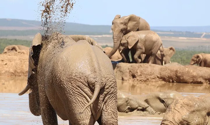 Private Full-Day Addo Elephant National Park