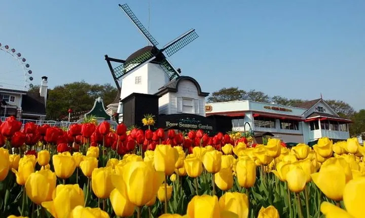 Private 4 days Nami Island&Petite France&Seoul&Everland tour
