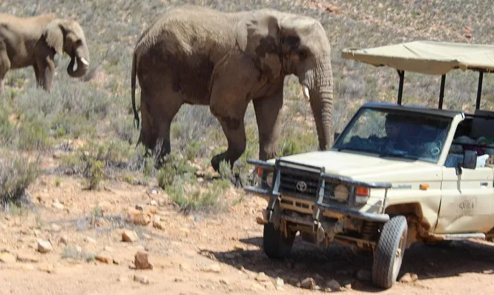 Private Transfer to Safari Big 5 at Aquila from Cape Town Excluding Entry Fees 