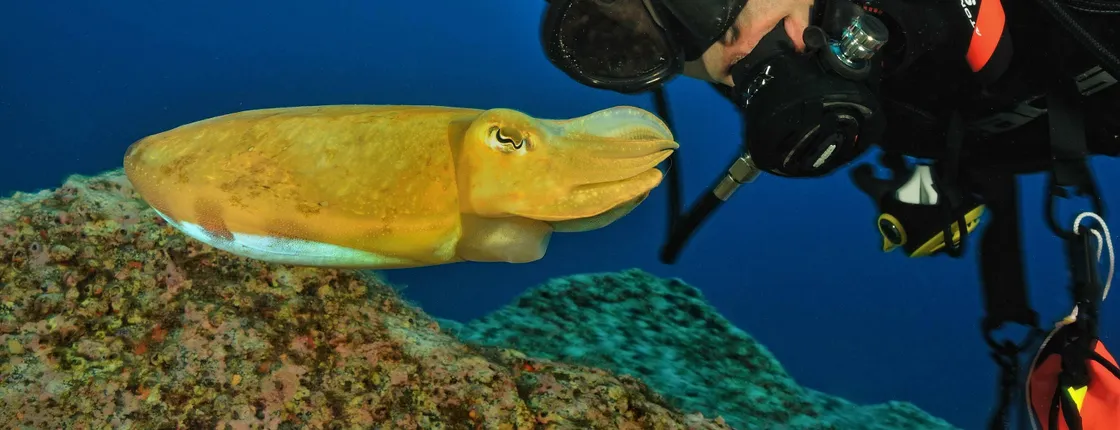 Diving Experience in Madeira