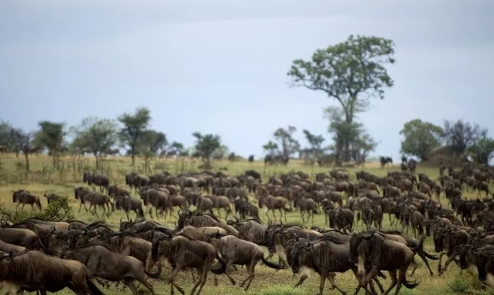 Wildebeest Migration Safari Private Tour at Serengeti National Park