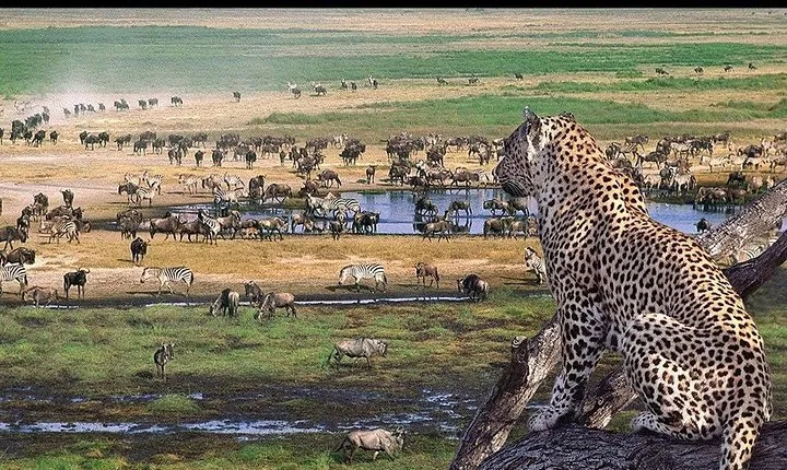 5 Days Tarangire, Serengeti, Ngorongoro & Manyara Mid-range camping Safari Tour