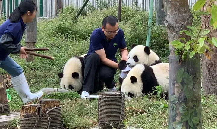 Chengdu: Volunteer Day Experience at Dujiangyan Panda base