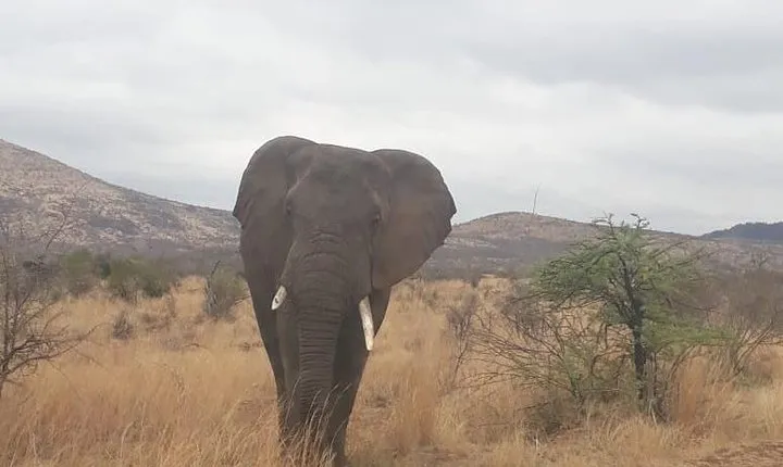 Pilanesberg Game Reserve Guided Day Tour from Johannesburg or Pretoria